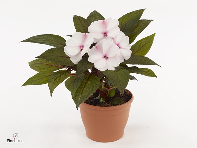 IMPAT WHITE PINK EYE