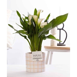 Zantedeschia white in P&PURE Tirza ceramics