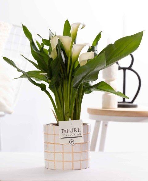 <h4>Zantedeschia white in P&PURE Tirza ceramics</h4>