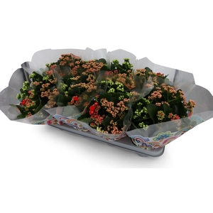 Kalanchoe gevuld gemengd in pot