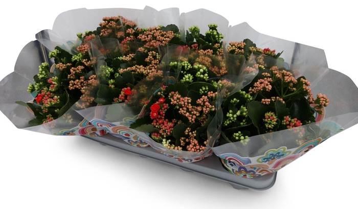<h4>Kalanchoe gevuld gemengd in pot</h4>