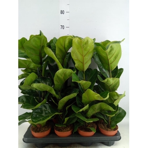 Ficus lyrata 'Bambino'