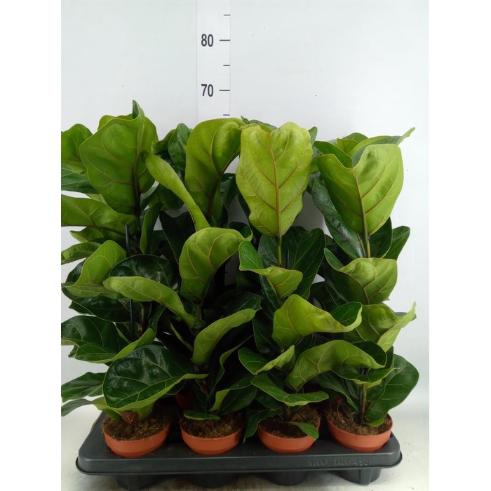 <h4>Ficus lyrata 'Bambino'</h4>