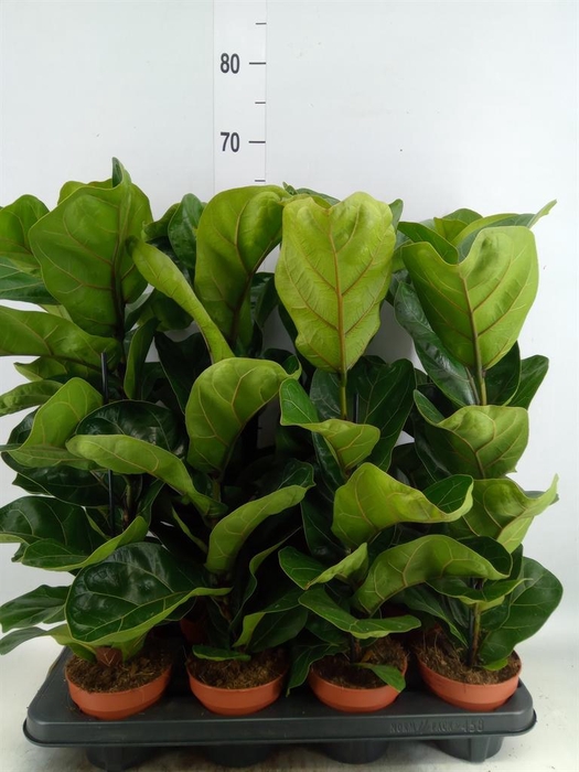 Ficus lyrata 'Bambino'