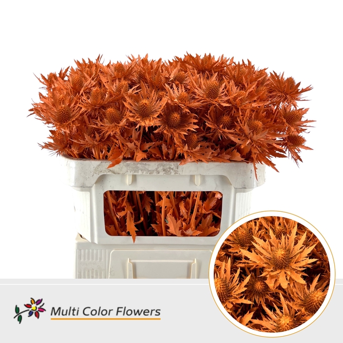 <h4>Eryngium Oranje</h4>