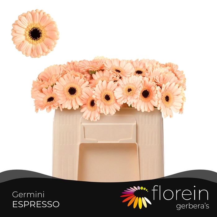 <h4>GE MI ESPRESSO</h4>