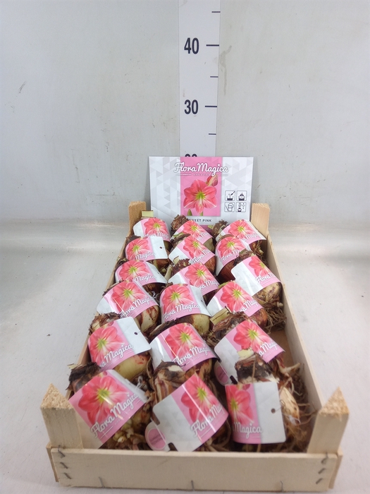 <h4>Hippeastrum   ...flowerbulbs</h4>