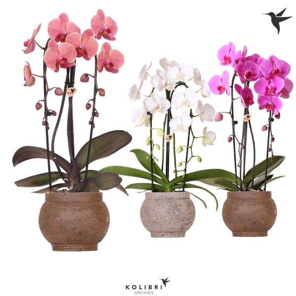 <h4>Kolibri Orchids Cascade Niagarafall 2 spike ancient brown mix</h4>