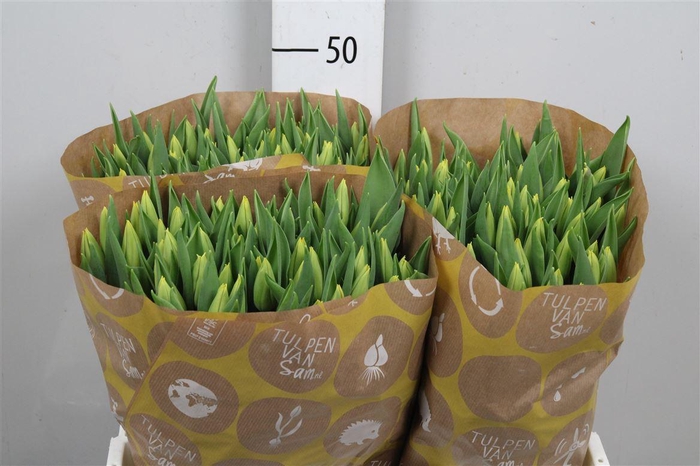 <h4>Tu En Strong Gold</h4>