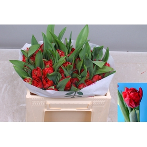 TU DU SCARLET VERONA