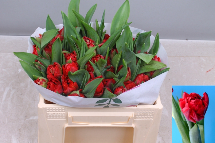 <h4>TU DU SCARLET VERONA</h4>