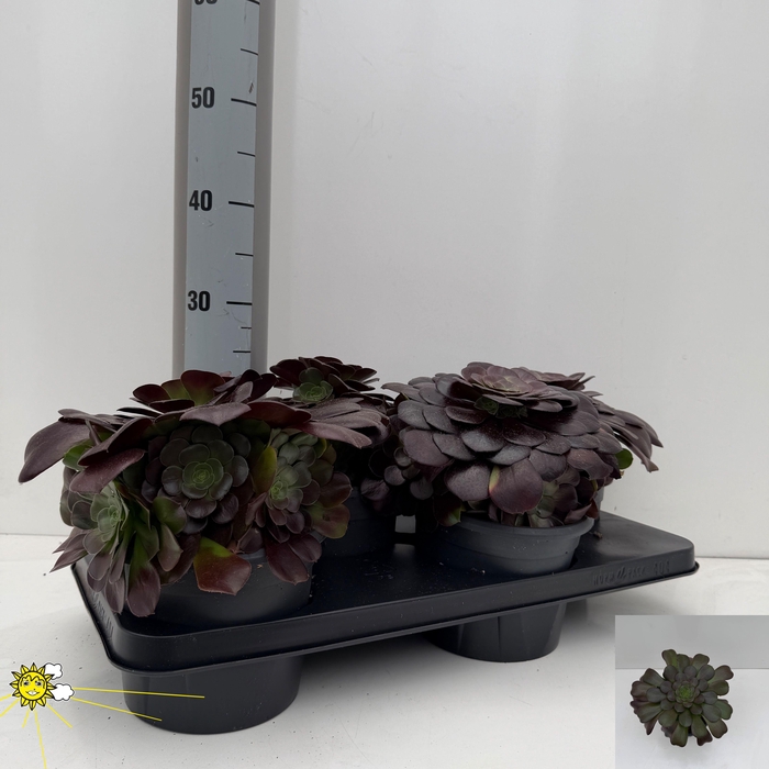 <h4>AEONIUM AB VELOURS</h4>