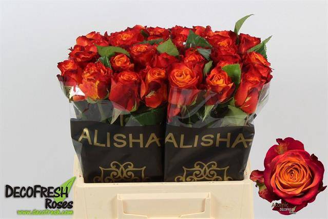 <h4>Rosa large atomic</h4>