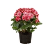 BEGONIA BORIAS P11