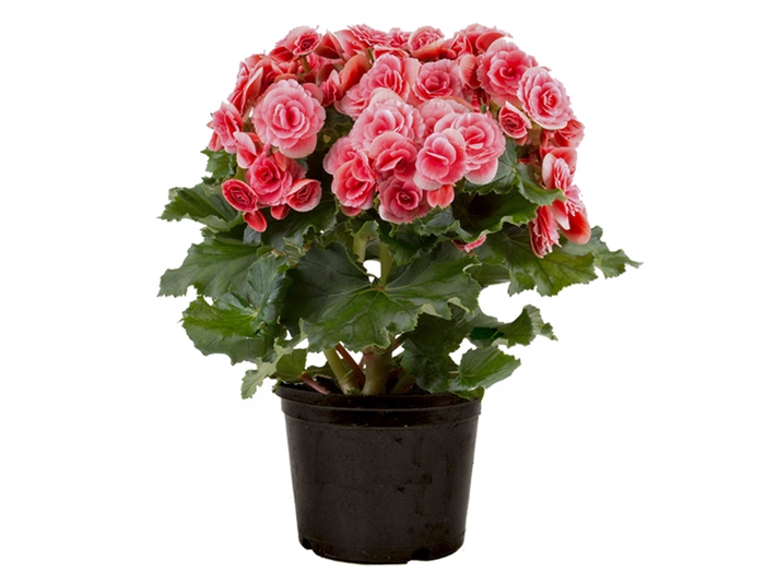 <h4>BEGONIA BORIAS P11</h4>