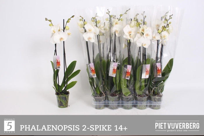 <h4>PHAL OV WIT</h4>