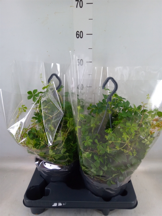 <h4>Parthenocissus  'Sugar Vine'</h4>