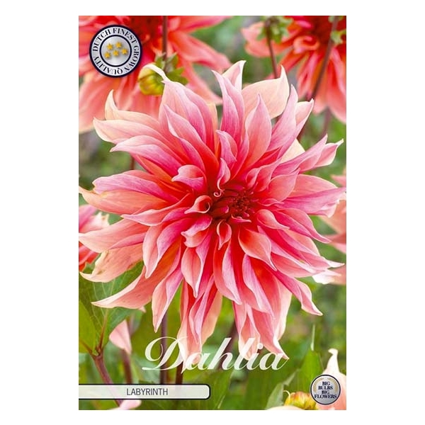 <h4>Dahlia Labyrinth x1 l</h4>