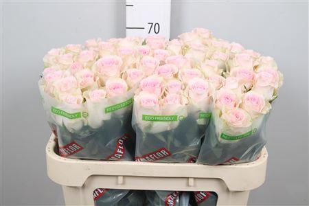 <h4>R Gr Revival Sweet</h4>