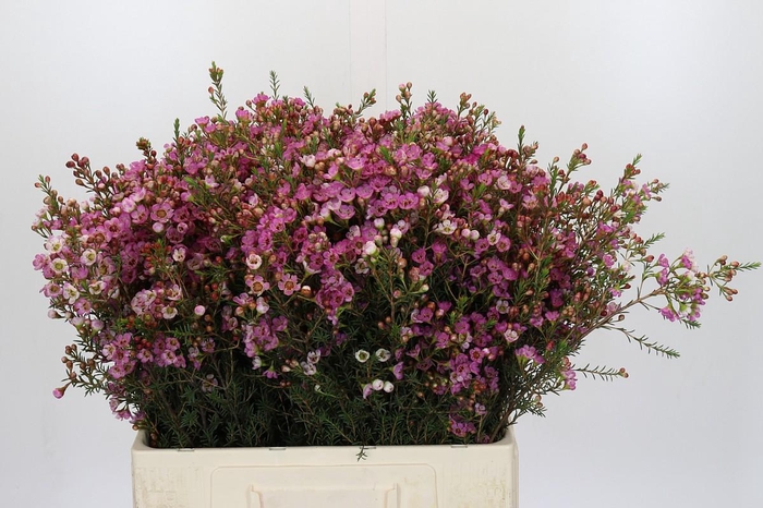 <h4>Chamelaucium Adi</h4>