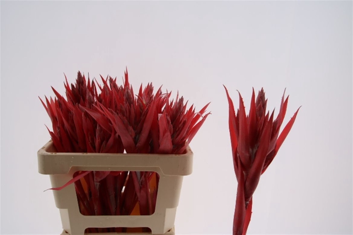 <h4>Aechmea Morgana</h4>