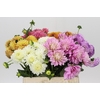 Dahlia Gemengd in fust