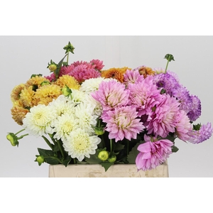 Dahlia Gemengd in fust