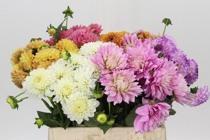 Dahlia Gemengd in fust