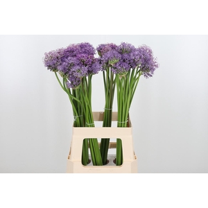 Allium Kleinbloemig