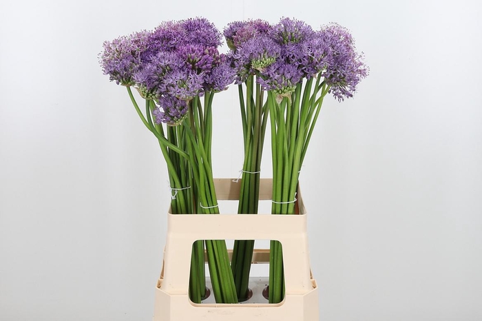 <h4>Allium Kleinbloemig</h4>