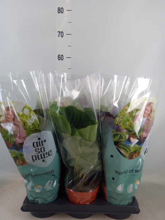 <h4>Calathea roseopicta   ...mix</h4>