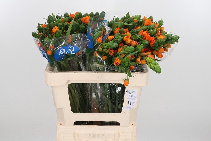 <h4>Ornit Du Sunshine</h4>