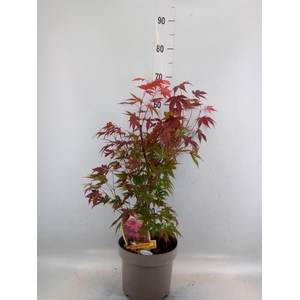 Acer palmatum