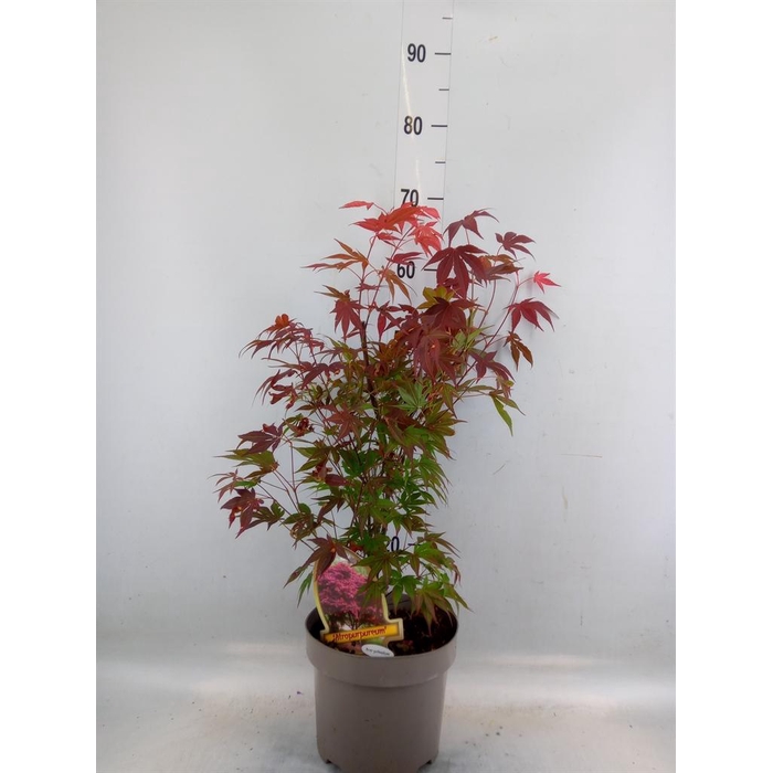 <h4>Acer palmatum</h4>