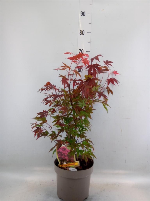 <h4>Acer palmatum</h4>