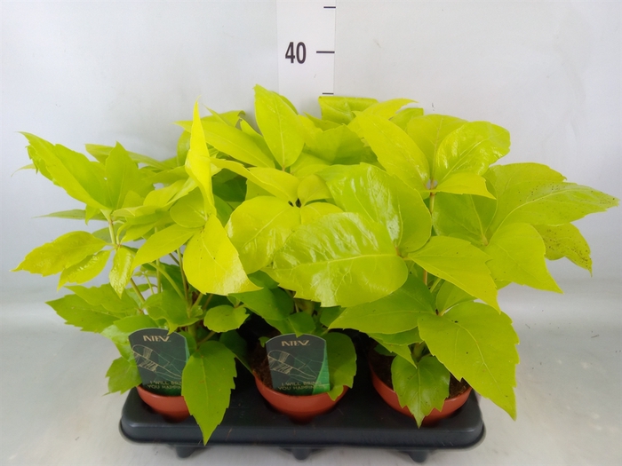 <h4>Schefflera actin.</h4>