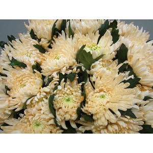 Chr G Topspin G Sweet Zalm