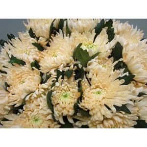 Chr G Topspin G Sweet Zalm