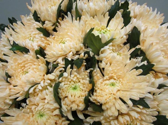 <h4>Chr G Topspin G Sweet Zalm</h4>