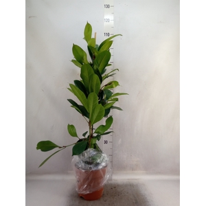 Ficus cyathistipula