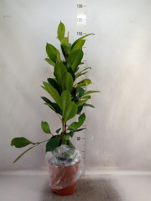 Ficus cyathistipula