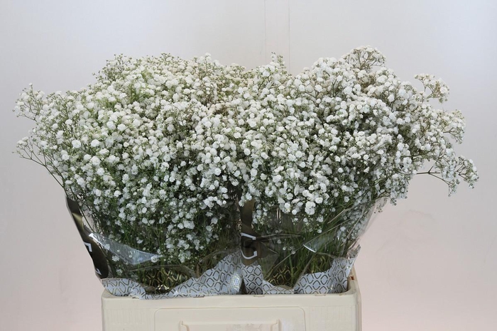 <h4>Gyps Xlence</h4>