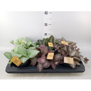Episcia   ...