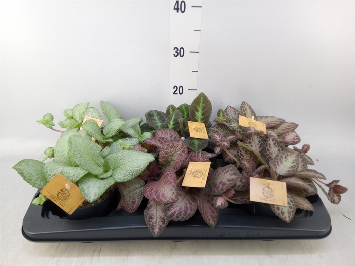<h4>Episcia   ...</h4>