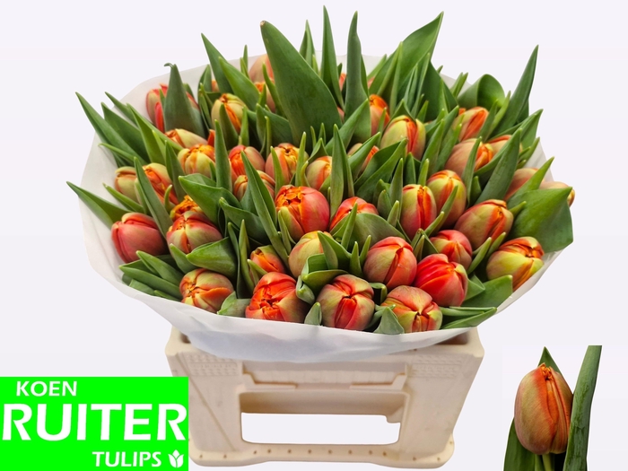 <h4>TU DU TERMINATOR</h4>