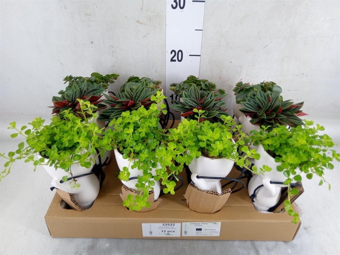 <h4>Arr.   Kamerplant Groen L%</h4>