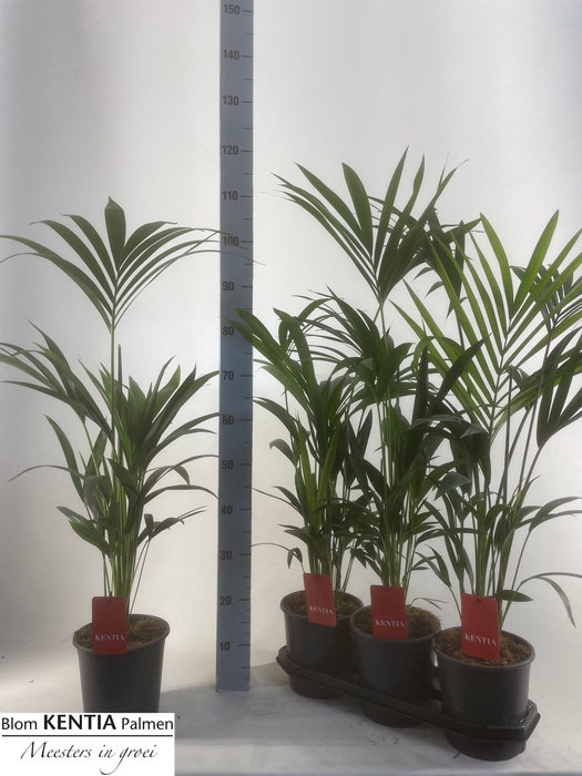 <h4>HOWEA FORSTERIANA</h4>