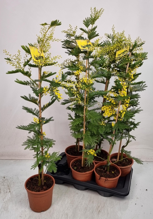 <h4>MIMOSA PUDICA</h4>