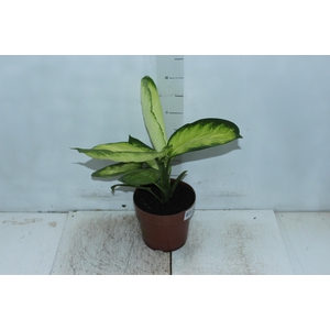DIEFFENBACHIA TROPIC MARIANA P17
