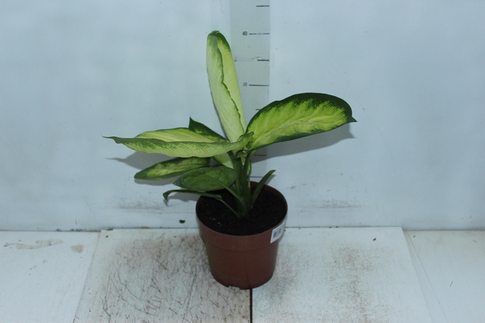 <h4>DIEFFENBACHIA TROPIC MARIANA P17</h4>